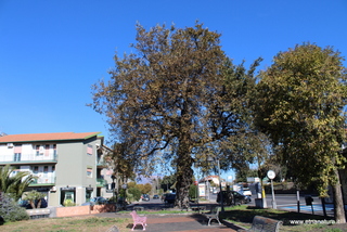 Quercia Dante